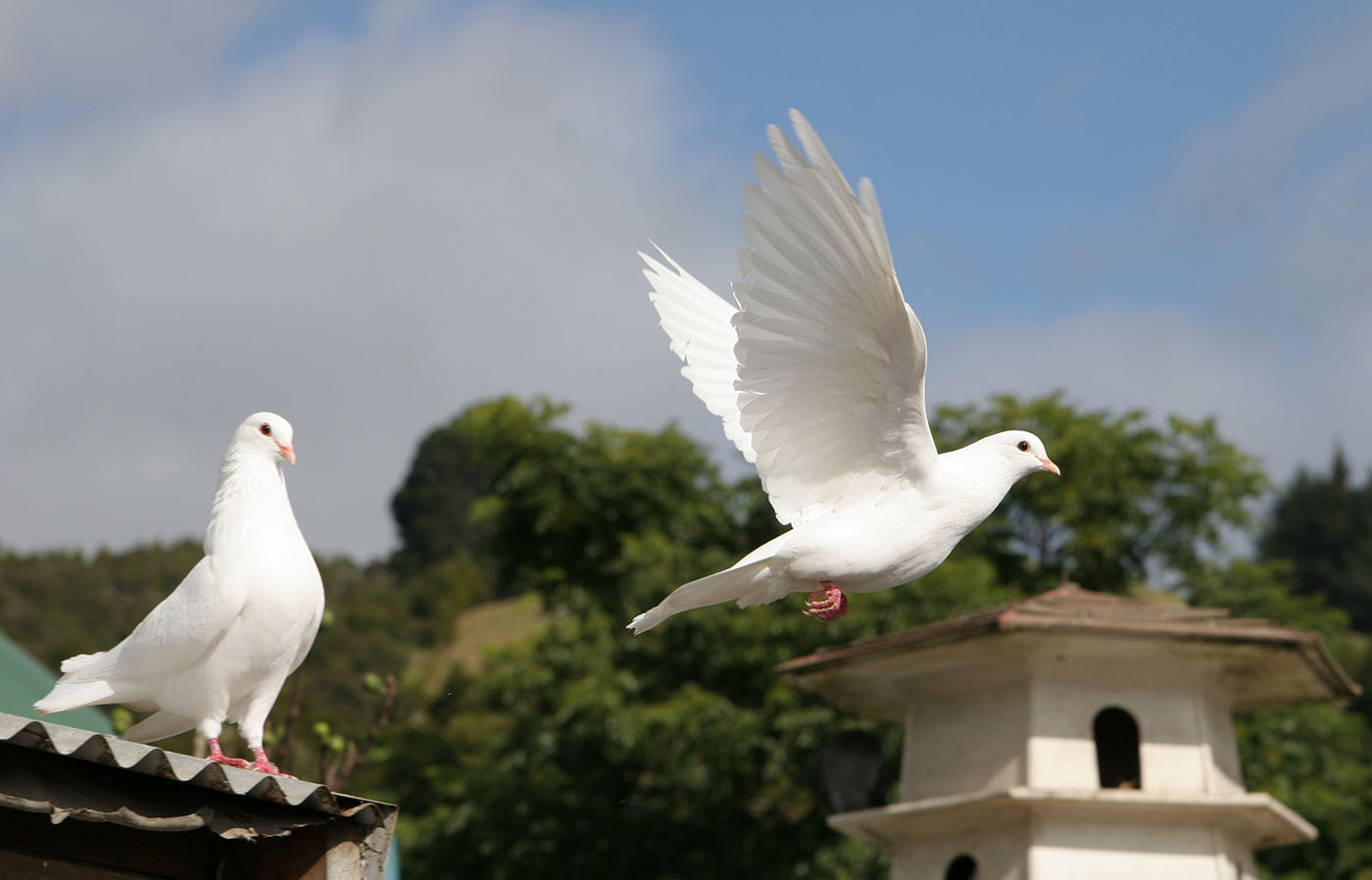 Белые голуби в голубятне