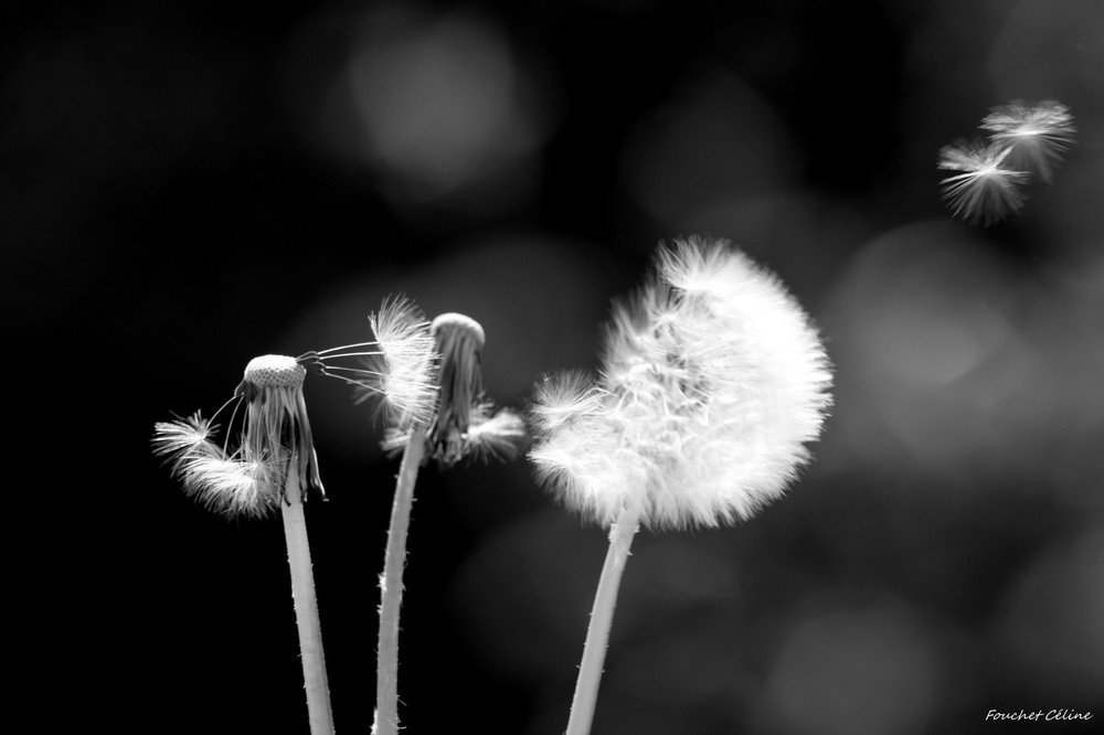 The Silver Bullet The Age of Fragility Algebris Investments